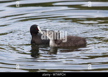 Des profils Foulque macroule (Fulica atra) nourrir un poussin bien développé sur l'eau. Western Springs Park, Auckland, Nouvelle-Zélande, décembre. Les espèces introduites en Nouvelle-Zélande. Banque D'Images