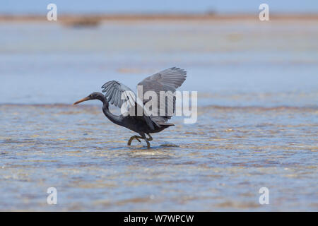 Récif du Pacifique adultes egret (Egretta sacra sacra) sur un récif à marée, avec les ailes soulevées, dardant après sa proie. Puka Puka, Tuamotu, Polynésie française. Novembre. Banque D'Images