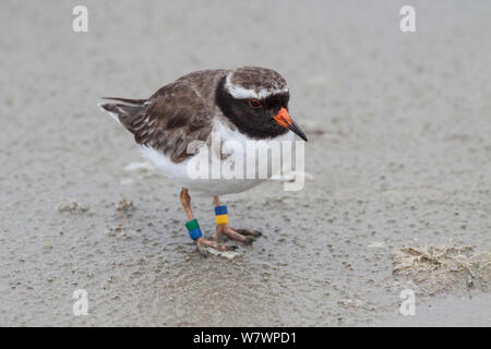 Femelle adulte Shore siffleur (Thinornis novaeseelandiae) en plumage usé, debout sur un rivage sablonneux. Wakapatu Beach, Southland, Nouvelle-Zélande, janvier. Les espèces en voie de disparition. Banque D'Images