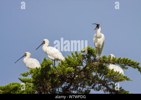 Groupe de spatules Royal (Platalea regia) se percher dans un grand arbre, un oiseau de bâiller. Rangaunu Harbour, loin au nord, la Nouvelle Zélande, avril. Banque D'Images