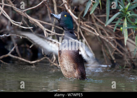 Mâle adulte, Nouvelle Zélande Le Fuligule milouinan (Aythya novaeseelandiae) battre des ailes. Le lac Rotorua, Bay of Plenty, Nouvelle-Zélande, juillet. Banque D'Images