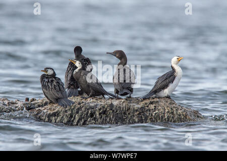 Groupe mixte de trois des profils peu pied cormorans (Phalacrocorax) et deux petit noir adultes cormorans (Phalacrocorax sulcirostris) perché sur un rocher. Le lac Rotorua, Bay of Plenty, Nouvelle-Zélande, juillet. Banque D'Images