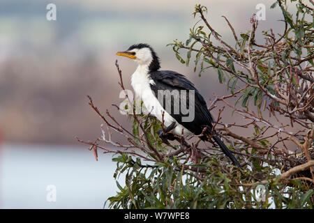 Peu d'adultes (grand cormoran Phalacrocorax) perché dans un arbre. Le lac Rotorua, Bay of Plenty, Nouvelle-Zélande, juillet. Banque D'Images