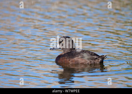 Femelle adulte Nouvelle-zélande le Fuligule milouinan (Aythya novaeseelandiae) nager sur la surface d'un étang. Waikanae Estuaire, Wellington, Nouvelle-Zélande, août. Banque D'Images