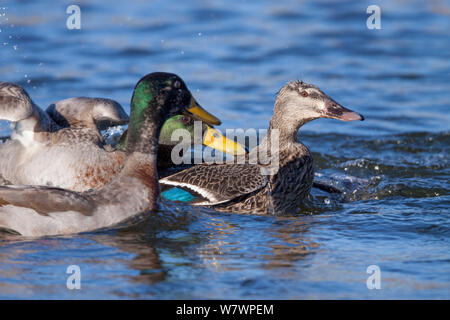 Deux hommes de Canards colverts (Anas platyrhynchos) courir après une femelle pendant la pariade. Waikanae Estuaire, Wellington, Nouvelle-Zélande, août. Les espèces introduites en Nouvelle-Zélande. Banque D'Images