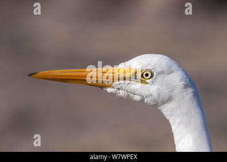 Grande Aigrette immatures (Ardea alba modesta) en plumage non-reproduction, close-up de tête et de loi. L'estuaire de Manawatu, Manawatu, Nouvelle-Zélande, août. Banque D'Images