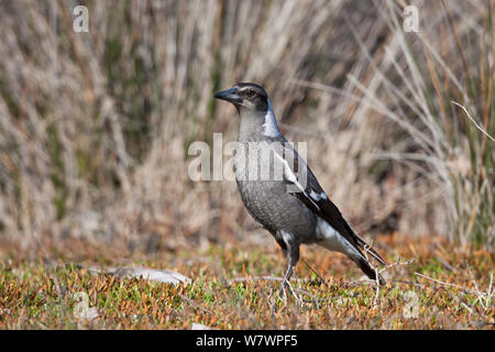 Véritable récemment Australasian juvénile (Gymnorhina tibicen) magpie alerte permanent. Lagune de Westshore, Hawkes Bay, Nouvelle-Zélande, septembre. Banque D'Images