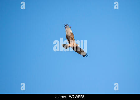 Marais juvénile busard Saint-Martin (Circus approximans) voler contre un ciel bleu. Les lagunes de Westshore, Hawkes Bay, Nouvelle-Zélande, septembre. Banque D'Images