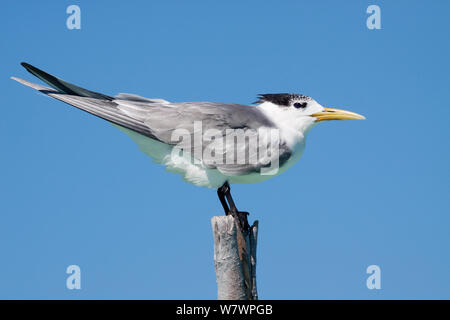 Tyran de Dougall (Thalasseus bergii) en plumage non-reproduction, perché sur un poteau. Mataiva, Tuamotu, Polynésie française. Novembre. Banque D'Images