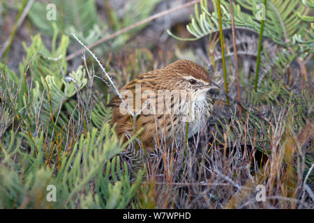 Fernbird immatures (Megalurus punctata punctata) perché dans la végétation dense sur le terrain. Plateau de Stockton, côte ouest, Nouvelle-Zélande, avril. Banque D'Images