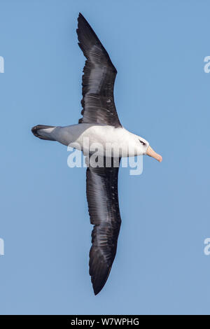 Campbell adultes noirs (Thalassarche impavida) en montrant le vol et de diagnostic sous les yeux pâles et facture Orange. Au large de Cap Nord, Nouvelle-Zélande, avril. Les espèces vulnérables. Banque D'Images