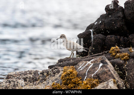 Juvenile Bécasseau maubèche (Calidris canutus) debout sur le rivage, de plumage. Inverewe, Highland, en Écosse. En août. Banque D'Images