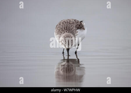 Red-necked adultes relais (Calidris ruficollis) en plumage non-reproduction, l'alimentation dans les vasières, avec réflexion. L'estuaire de Manawatu, Manawatu, Nouvelle-Zélande, septembre. Banque D'Images