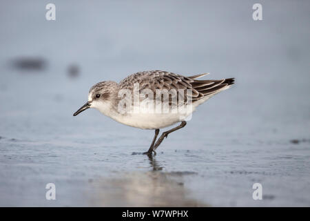 Red-necked adultes relais (Calidris ruficollis) en plumage non-reproduction, l'alimentation sur les vasières. L'estuaire de Manawatu, Manawatu, Nouvelle-Zélande, septembre. Banque D'Images