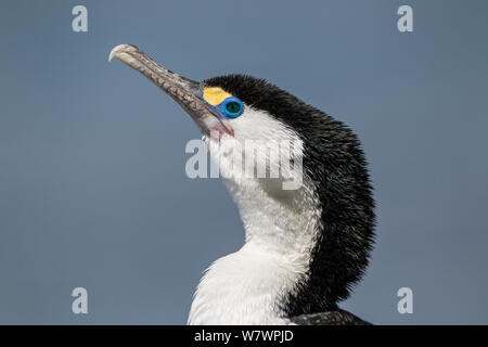 Grand Cormoran (Phalacrocorax varius) libre de la tête montrant la caroncule de couleurs vives et des yeux. Kaikoura, Canterbury, Nouvelle-Zélande, octobre. Banque D'Images