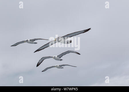 Salvin adultes&# 39;s albatros (Thalassarche salvini) en vol avec trois albatros à cape blanche (Thalassarche cauta) à côté. Au large de l'île Stewart, en Nouvelle-Zélande, en novembre. Les espèces vulnérables. Banque D'Images