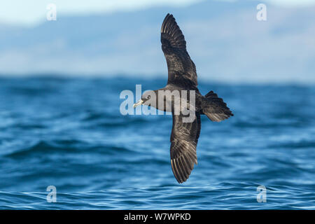 Puffin à menton blanc (Procellaria aequinoctialis) en vol au dessus de l'eau, montrant l'upperwing. Cet oiseau a un plumage aberrant un livre blanc des yeux. Kaikoura, Canterbury, Nouvelle-Zélande, février. Les espèces vulnérables. Banque D'Images