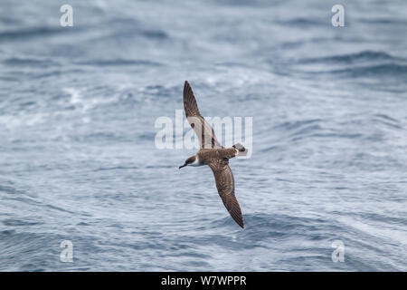 Grand (Puffinus gravis) en vol en mer, montrant le collier pâle et upperwing pattern. Au large de l'île Stewart, en Nouvelle-Zélande, en avril. Banque D'Images