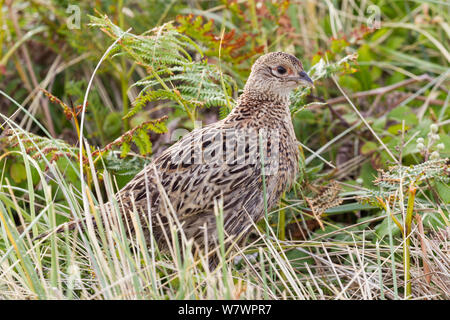 Le faisan commun juvénile (Phasianus colchicus) se cachant parmi les hautes herbes et fougères. , Îles Scilly Tresco, Royaume-Uni. Juillet. Banque D'Images