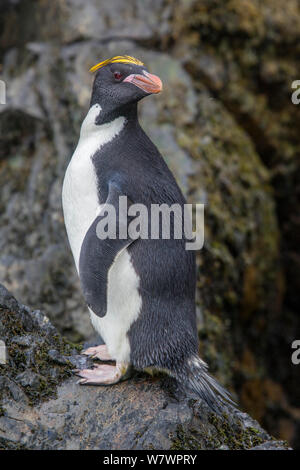 Macaroni penguin adultes (Eudyptes chrysolophus) perché sur un rocher au bord de la mer à proximité de sa colonie de reproduction. Elsehul, Géorgie du Sud, l'Atlantique Sud. Janvier. Les espèces vulnérables. Banque D'Images