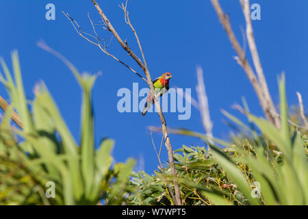 L'immature (rosella Platycercus eximius) perchées dans un arbre contre un ciel bleu. Tiritiri Matangi Island, Auckland, Nouvelle-Zélande, février. Banque D'Images