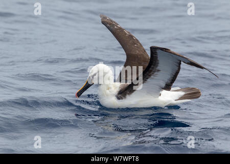 Les Indiens adultes Albatros à nez jaune (Thalassarche carteri) assis sur l'eau avec les extensions relevées, montrant les ailes. Au large de Cap Nord, Nouvelle-Zélande, mars. Les espèces en voie de disparition. Banque D'Images