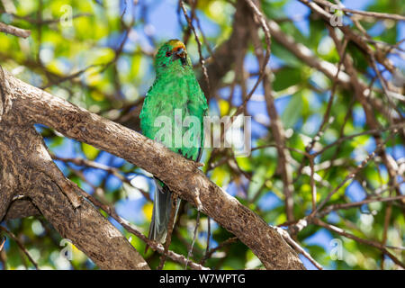 À la façade orange adultes / Malherbe&# 39;s (perruche Cyanoramphus malherbi) avec plumage usé, perché sur une branche basse dans la canopée. L'île de Blumine, Marlborough Sounds, Nouvelle-Zélande, février. Critique d'extinction. Banque D'Images