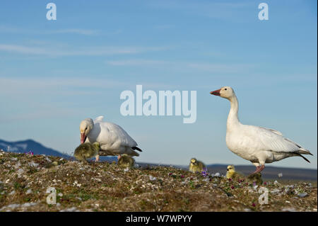 L'Oie des neiges (Chen caerulescens caerulescens) paire avec les poussins, l'île Wrangel, en ce qui concerne l'Est de la Russie, juin. Banque D'Images