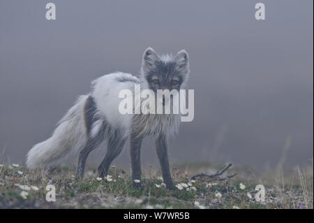 Le renard arctique (Vulpes lagopus) milieu de la mue fourrure d'hiver, debout dans la brume, l'île Wrangel, en ce qui concerne l'Est de la Russie, juin. Banque D'Images