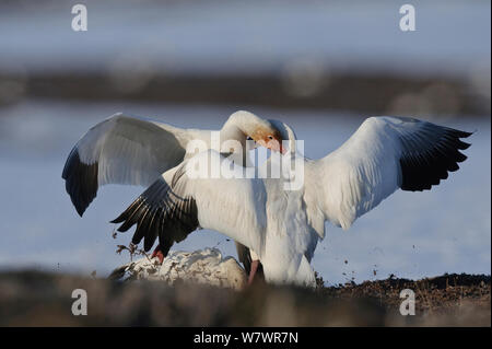 L'Oie des neiges (Chen caerulescens caerulescens) combats, l'île Wrangel, en Russie extrême-orientale, mai. Banque D'Images