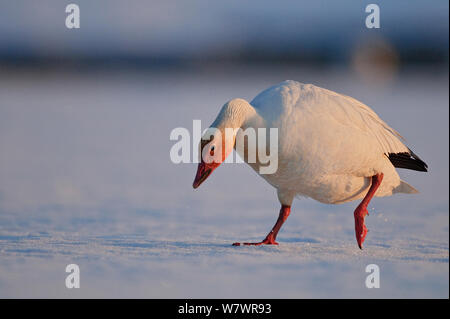 L'Oie des neiges (Chen caerulescens caerulescens) de nourriture, de l'île Wrangel, en Russie extrême-orientale, mai. Banque D'Images