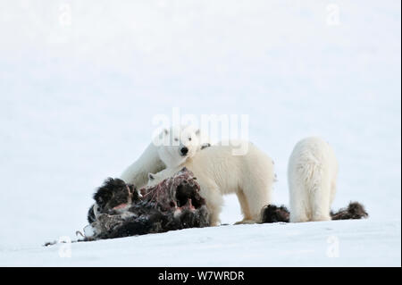 L'ours polaire (Ursus maritimus) mère avec des petits se nourrissent de carcasses de bœuf musqué, l'île Wrangel, en Russie extrême-orientale, mars. Banque D'Images