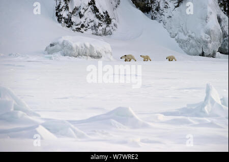 L'ours polaire (Ursus maritimus) mère avec des petits marcher dans la neige, l'île Wrangel, en Russie extrême-orientale, mars. Banque D'Images