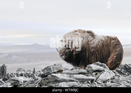 Le boeuf musqué (Ovibos moschatus) recouvert de neige, l'île Wrangel, en Russie extrême-orientale, septembre. Banque D'Images