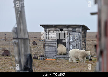 L'ours polaire (Ursus maritimus), chargée de l'île Wrangel, en Russie extrême-orientale. Septembre 2010. Banque D'Images