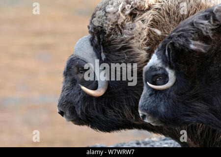 Le boeuf musqué (Ovibos moschatus) deux de profil, l'île Wrangel, en Russie extrême-orientale, septembre. Banque D'Images