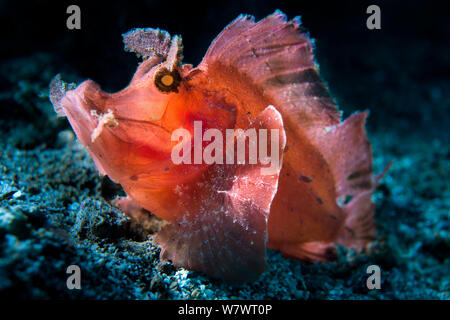 Portrait en contre-jour de paddle-flap (Rhinopias eschmeyeri scorpénidés) sur la pente de gravats. Bitung, nord de Sulawesi, en Indonésie. Détroit de Lembeh, Mer Moluques. Banque D'Images