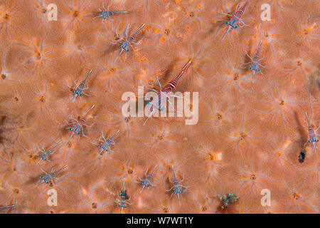 Crevettes Rhynchocinetes durbanensis (danse) sur une éponge orange. Anilao, Batangas, Luzon, Philippines. Verde Island Passages, ouest de l'océan Pacifique tropical. Banque D'Images