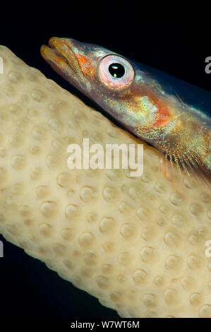 Vue rapprochée d'un grand fouet goby (Bryaninops grand) sur la mer gorgones whip. Kapalai Island, Sabah, Bornéo, Malaisie. Mer/Mer de Célèbes Sulawesi. Banque D'Images