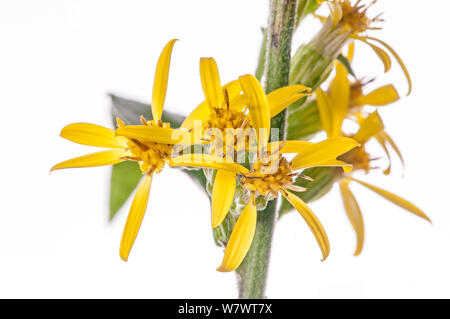 La tige d'or (Solidago virgaurea) fleur, Mont Terminillo, lazio, Italie, septembre. Banque D'Images