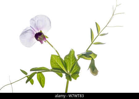 Wild Pois (Pisum sativum) en fleur dans le jardin, le Podere Montecucco, Orvieot, Ombrie, Italie Banque D'Images