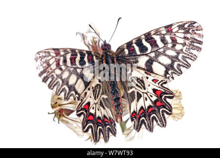 Le sud de Festoon papillon (Zerynthia polyxena) montrant le motif sur l'underwings, près de Orvieto, Ombrie, Italie, avril. Banque D'Images