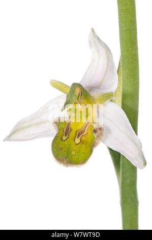 L'orchidée abeille (Ophrys apifera var chlorantha) forme un peu jaune plus foncé, Italie, juin. Banque D'Images