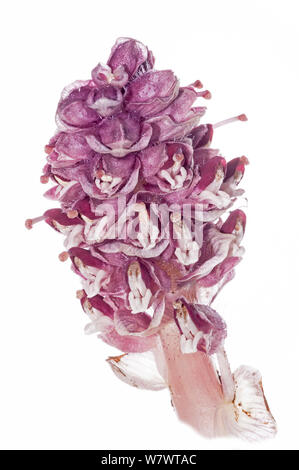 Toothwort (Lathraea squamaria) en fleur, une espèce parasitc sur les racines d'Hazel et le peuplier, près de Orvieto, Italie, avril. Banque D'Images