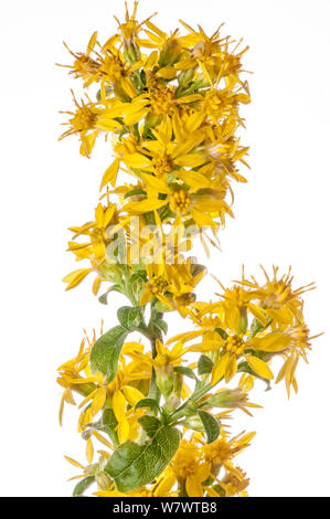 La tige d'or (Solidago virgaurea) en fleur, le Mont Terminillo, Latium Italie Septembre. Banque D'Images