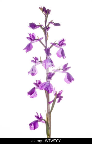 Anacamptis palustris (Orchis des marais) des espèces rares, en fleurs près de Viterbe, Latium, Italie, mai. Banque D'Images