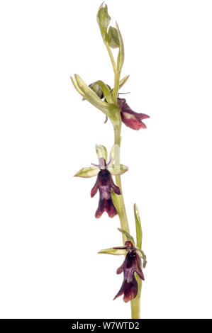 L'Orchidée Ophrys insectifera (Fly) en fleur, nearTorrealfina,Orvieto, Italie, Banque D'Images