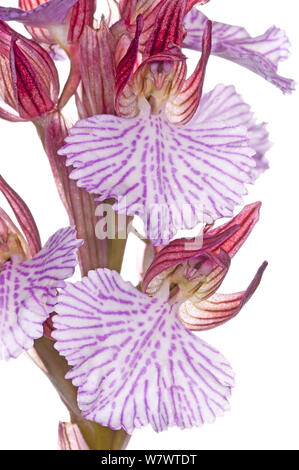 (Anacamptis papilionacea Orchis papillon) en fleurs dans les prairies près de Ferla, Sicile, Italie, mai. Banque D'Images