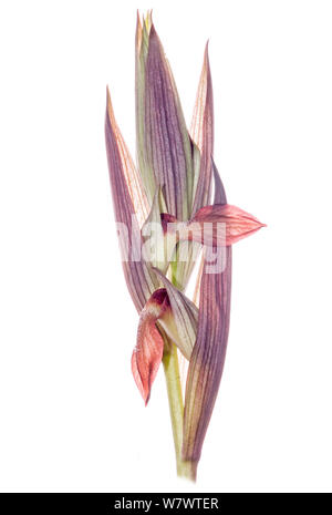 Plougshare Serapias vomeracea (Orchidée) en fleurs, près de l'Torrealfina, lazio, Italie, mai. Banque D'Images