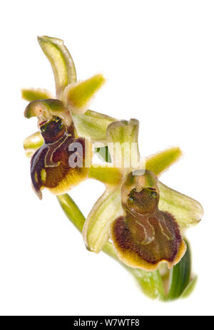 Petite orchidée araignée (Ophrys araneola) en fleur, le Mont Argentario. Italie, avril. Banque D'Images